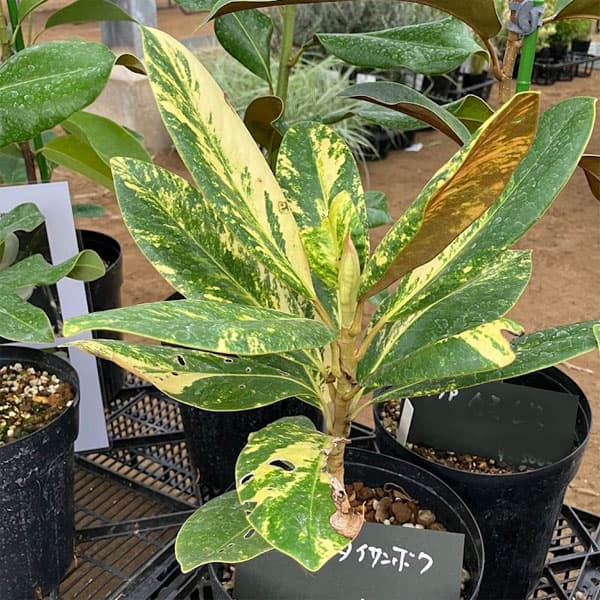 楽天市場】タイサンボク 苗 【タイサンボク】 ポット苗 泰山木