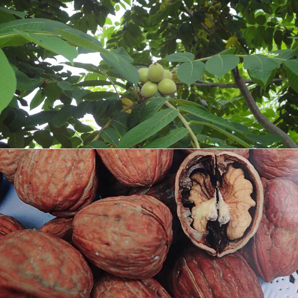 楽天市場】◇送料無料◇ くるみ 苗木 【くるみ2品種 受粉相性OKセット