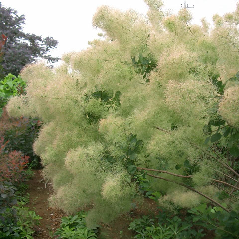 楽天市場】スモークツリー 【バイカラー】 3号ポット苗 : 苗木部 by