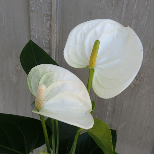 アンスリウム 楽天市場】観葉植物：アンスリウム サモラ*8号 セラアート 受皿付