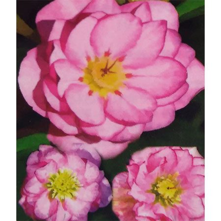 楽天市場】クリスマスローズ 利休系グリーンリップ シングル