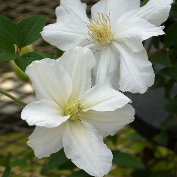 楽天市場】クレマチスの苗/クレマチス：フォーエバーフレンズ4号ポット