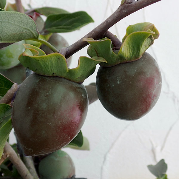 楽天市場】柿 苗木 【完全甘柿 黒柿（くろかき）】 1年生 接木 ポット