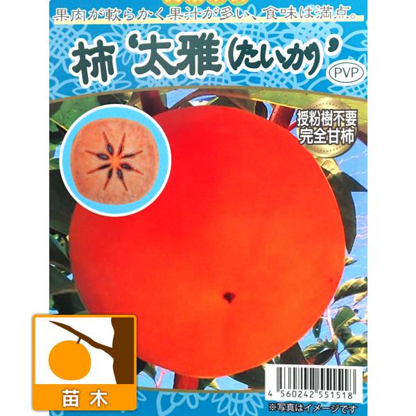 柿 麗玉柿 れいぎょくがき 4年生
