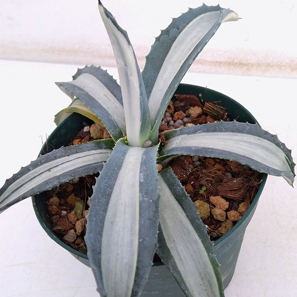 楽天市場】多肉植物：アガベ アメリカーナ錦 那智の輝き*幅