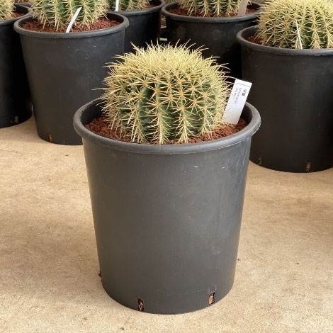 楽天市場】観葉植物/サボテンの王様：金シャチ（キンシャチ・金鯱）12