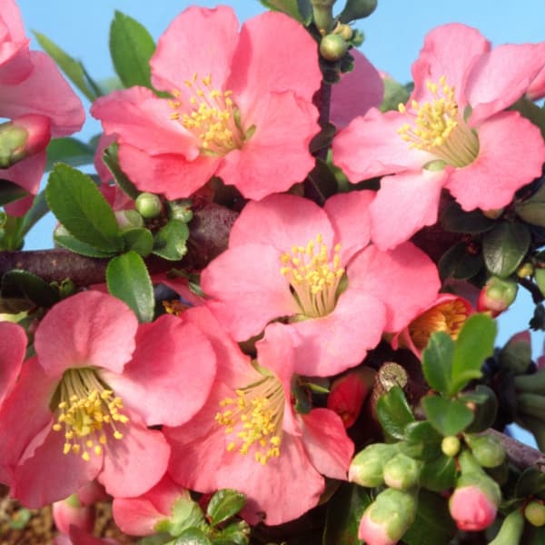 楽天市場】ボケ(木瓜)5号鉢選べる5種 : あなたの街のお花屋さんイングの森