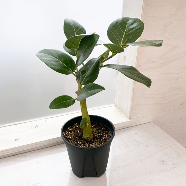 楽天市場】観葉植物/フィカス：ベンガレンシス オードリー 4号