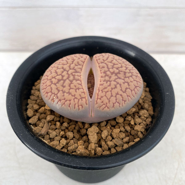 楽天市場】多肉植物 リトープス 網目 巴里玉 6cmポット 観葉植物