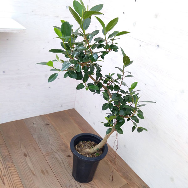 正規品 8号22 03 観葉植物 フランスゴム 曲がり Shinhatsubai 観葉植物 No