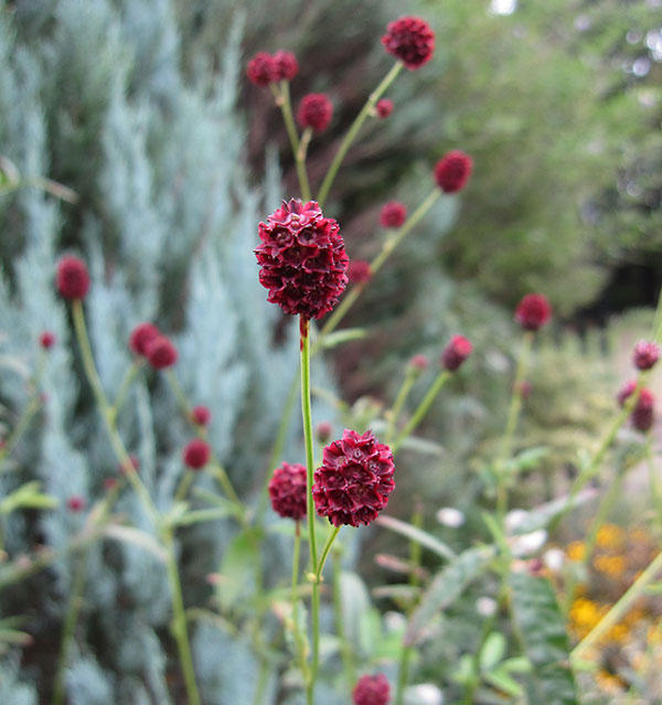 ワレモコウ 吾亦紅 4号鉢植え 園芸ネット