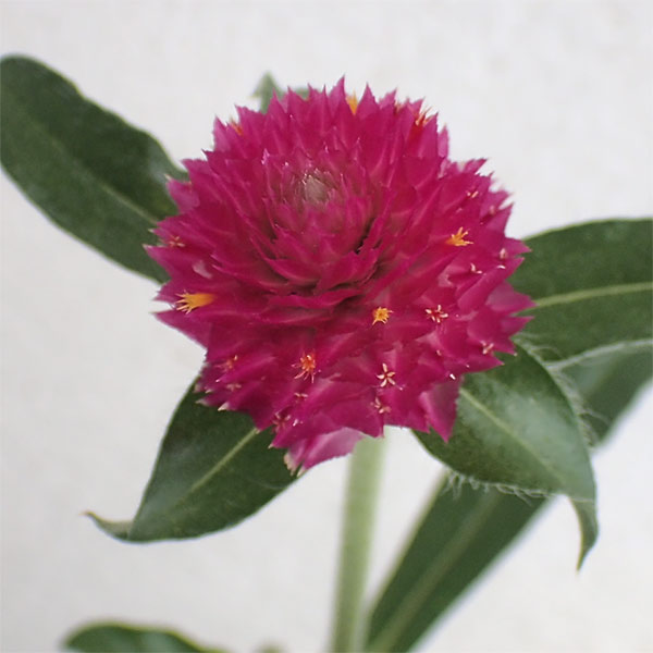 顕花植物の苗/[貨物輸送無料]センニチコウ（千日紅） 高性：ラズベリーフィールズ3-3.5号ポット 24株仕掛ける