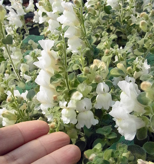 アウトレット 送料無料 テイカカズラ 3号ポット28株セット つる性植物 常緑巻き付き型 フェンスや壁面緑化に Rachelbaptista Com Br