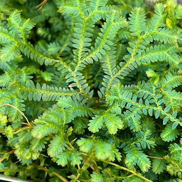 楽天市場 観葉植物 アスプレニウム ニダス アビス シマオオワタリ 4号鉢入り 園芸ネット プラス