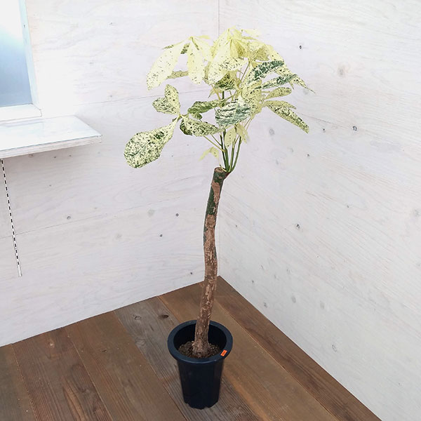 観葉草木/パキラ：ミルキー通い路 7号鉢植え