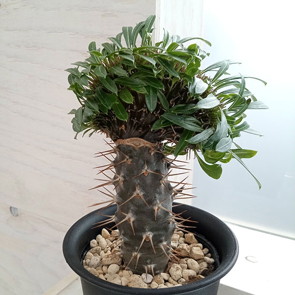 楽天市場】【コーデックス】 パキポディウム（ラメリー） 1鉢 8号