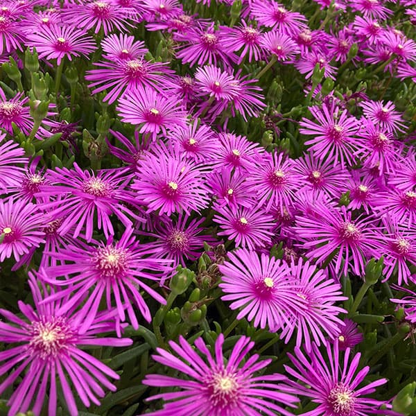 楽天市場】四季咲きマツバギク(デロスペルマ) 砂漠の宝石 トパーズ