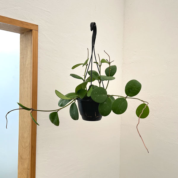 楽天市場】観葉植物/ホヤ：パラシティカスプラッシュ 5号吊り鉢