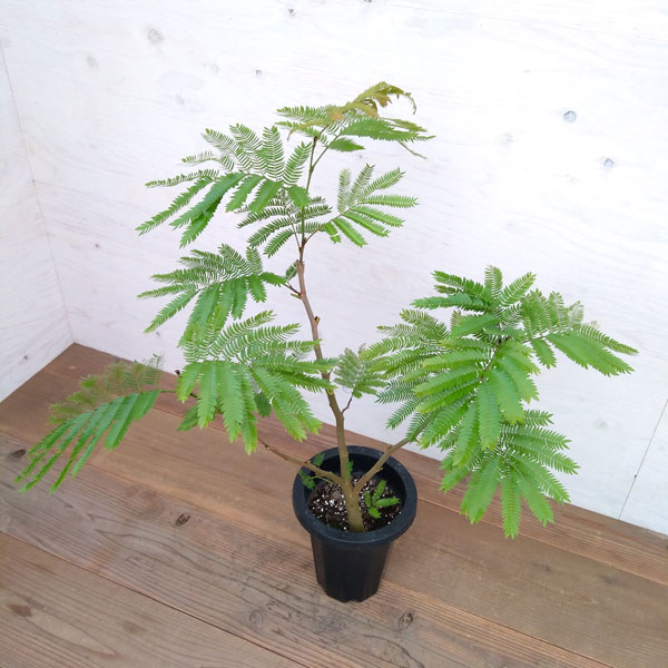 限定製作 観葉植物 エバーフレッシュ 7号 観葉植物