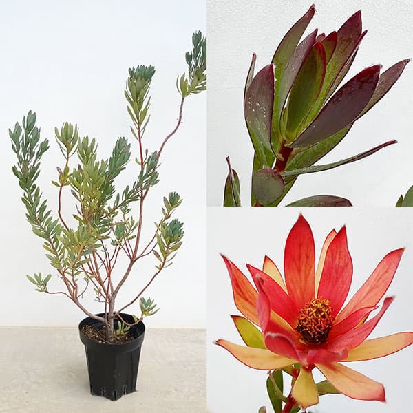 楽天市場】花木 庭木の苗/リューカデンドロン：チェーキー 7号鉢植え