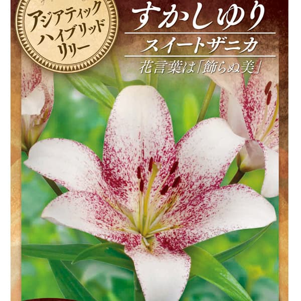 楽天市場】笹百合（ササユリ）球根 1球入(f13) : 千草園芸