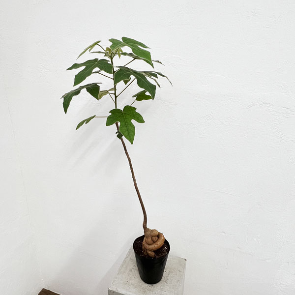 ボトルツリー　ミドルサイズ 楽天市場】観葉植物 ボトルツリー ブラキキトン アケリフォリウス 8号