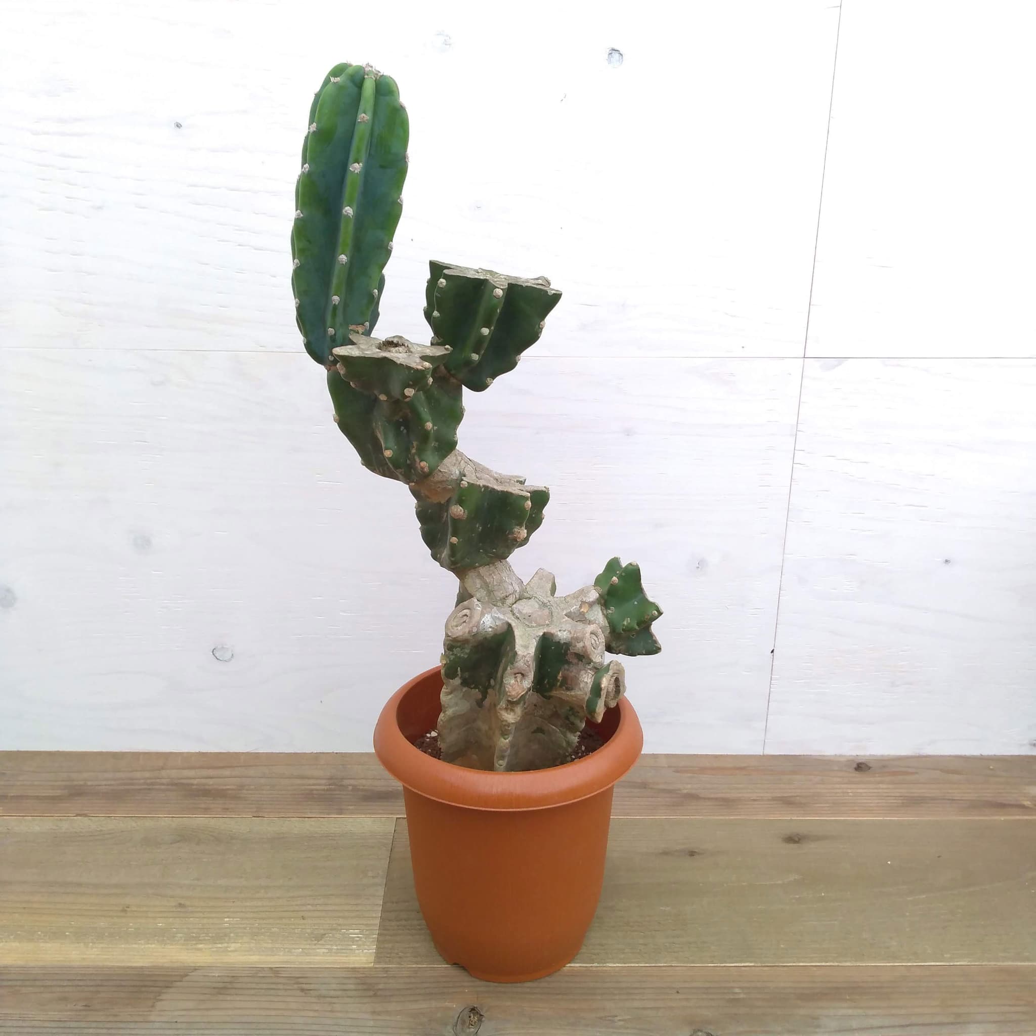 弁慶柱　5号鉢 サボテン：弁慶柱 （べんけいちゅう） 5号鉢植え の通販 | 園芸