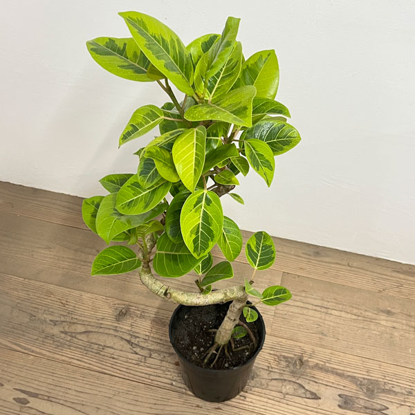 観葉植物/[棚卸セール]フィカス：アルテシマ （らせん仕立て）7号硬質ポット｜園芸ネット プラス