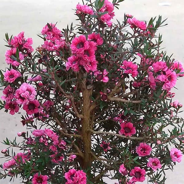 楽天市場】ギョリュウバイ（レプトスペルマム）4号 : 千草園芸