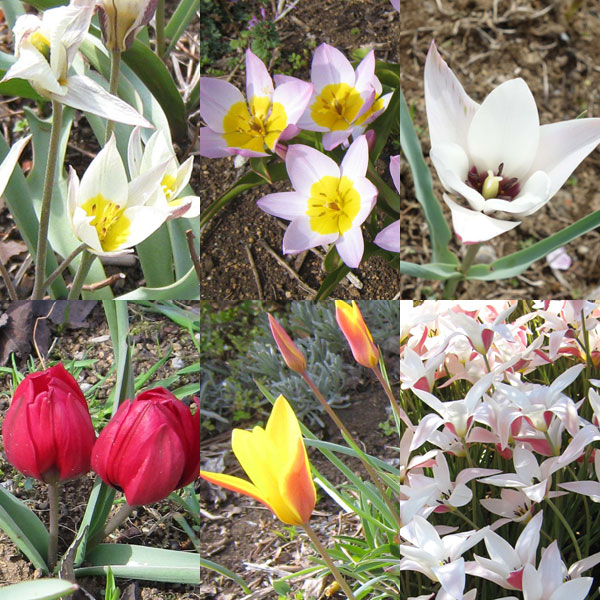 ❤️ 鉢植えカントリー生地のチューリップ ❤️ ❤️ 鉢植えカントリー生地のチューリップ ❤️