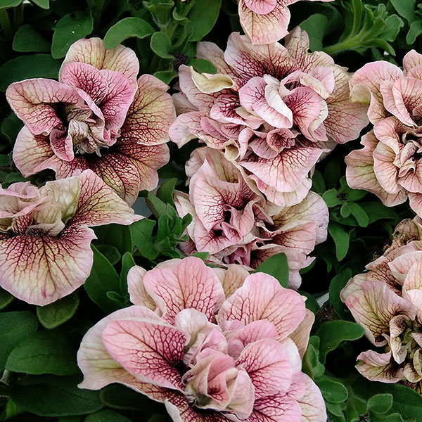 顕花植物の苗/ペチュニア：ティーパーティールフナ3-3.5号ポット 12株書き割り