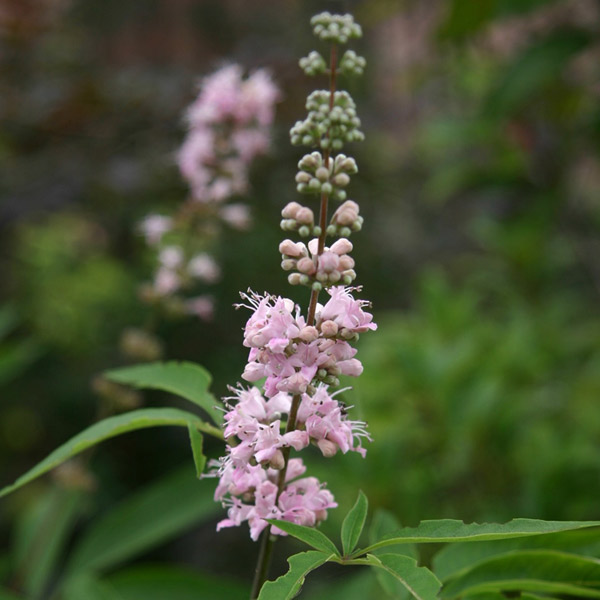 楽天市場】庭木・植木 苗：西洋ニンジンボク 白花* 6号大株 せいよう