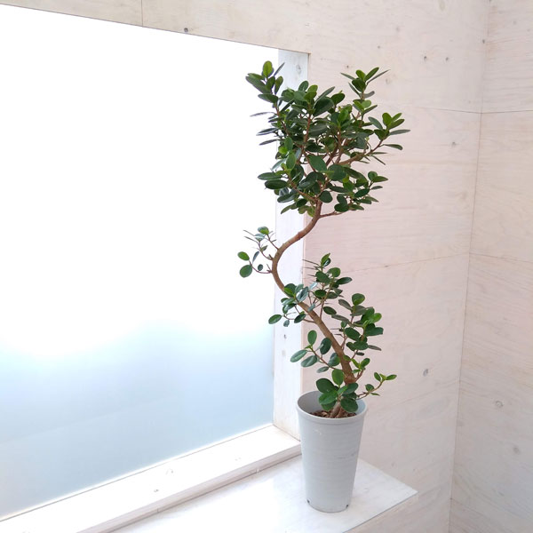 特別価格 観葉植物 パンダガジュマル 5号22 02 Kakaku Ga Jitsugen Css Edu Om