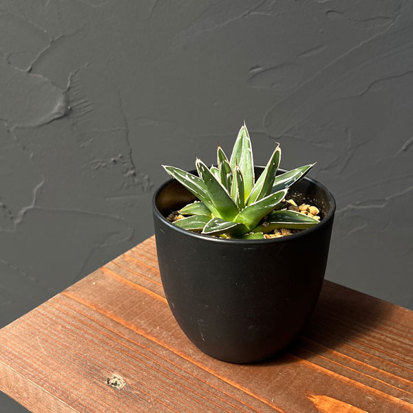 楽天市場】多肉植物：アガベ 姫笹の雪*S 幅5cm : 遊恵盆栽 楽天市場店