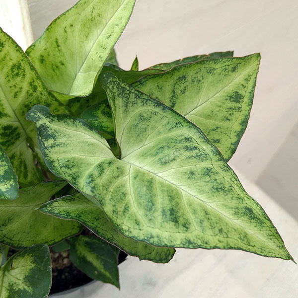 価格 観葉植物 シンゴニウムsp ホワイトバタフライ系 3号 Qdtek Vn