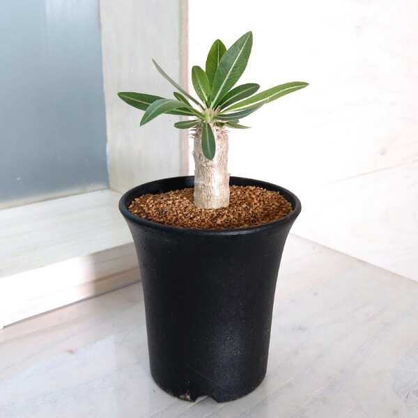 楽天市場】観葉植物/[棚卸セール]オペルクリカリア：デカリー （根伏せ