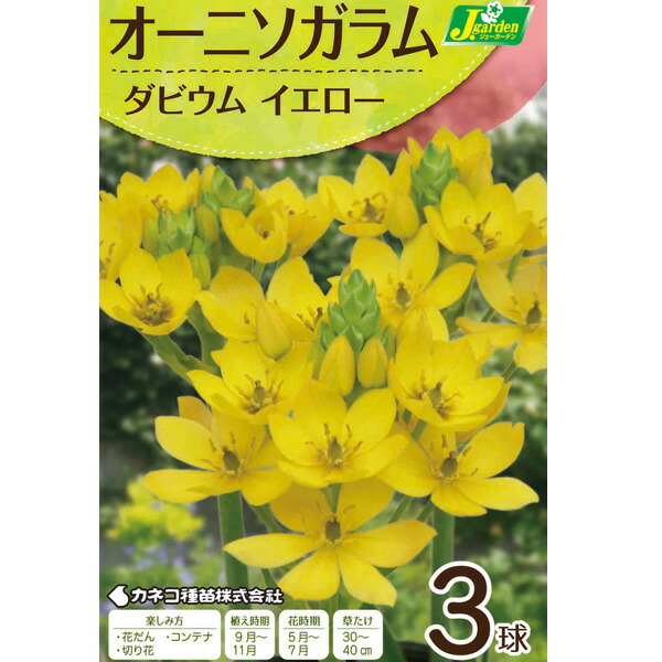 楽天市場】球根植物：オーニソガルム トルツオスム*葉幅3cm : 遊恵盆栽