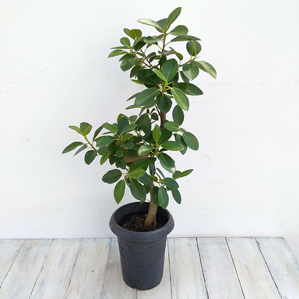 観葉植物 フランスゴム 曲がり仕立て 6号鉢植え
