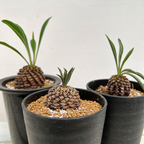 特選 ユーフォルビア 鉄甲丸 夏型多肉植物　特大サイズ 限定株 楽天市場】多肉植物：ユーフォルビア 鉄甲丸*M 塊根幅4cm : 遊恵