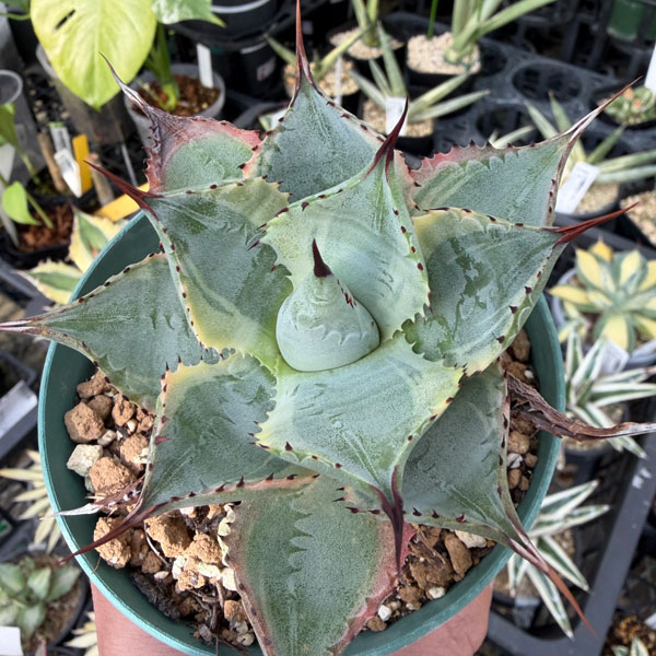 楽天市場】観葉植物/アガベ：オテロイ 2.5号ポット : 園芸ネット プラス