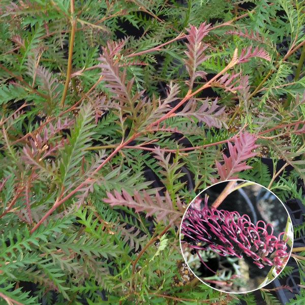 楽天市場】グレビレア 【エンドリチェリアナ】 7号ポット大苗 : 苗木部