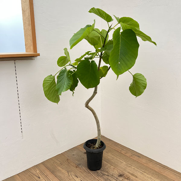 フィカス・ウンベラータ 曲がり 8寸 ゴムの木 観葉植物 Amazon｜フィカス ウンベラータ 曲がり 螺旋 仕立て ゴムの木