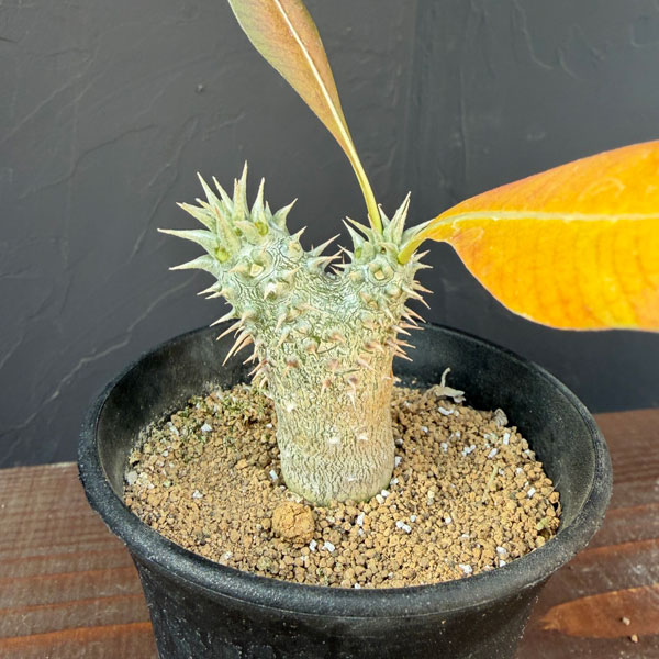 楽天市場】観葉植物/パキポディウム イノピナツム 3号22-01 : 園芸