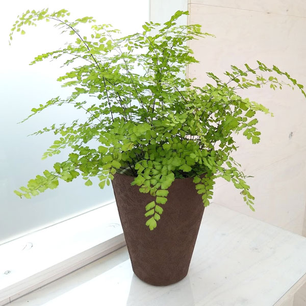 楽天市場 観葉植物 アジアンタム フラグランス5号鉢植え 園芸ネット プラス