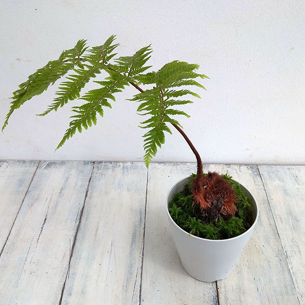 楽天市場】おしゃれ 観葉植物 キンモウコウ：ゴールデンモンキー