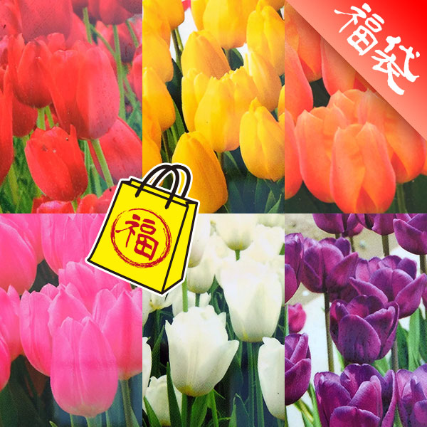 楽天市場】【7～8種類お買い得セット】チューリップ苗 「20個か40個で