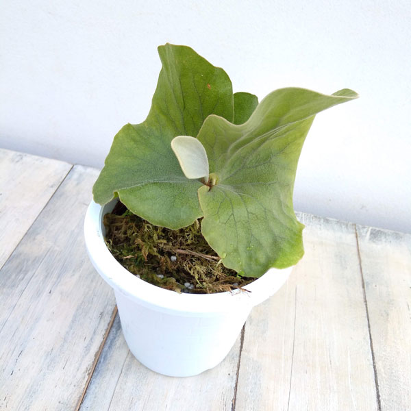 楽天市場】【楽天スーパーセール P5倍】 観葉植物 コウモリラン