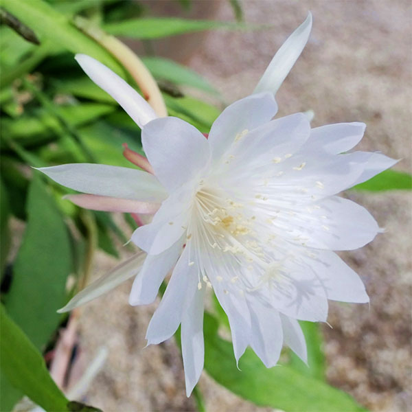 世界的に 観葉植物 クジャクサボテン 月下美人 ゲッカビジン 姫月下美人5号鉢植え