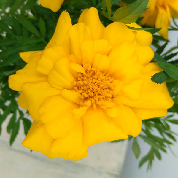 草花の苗 マリーゴールド デュランゴ イエロー3 5号ポット 2株セット 高品質