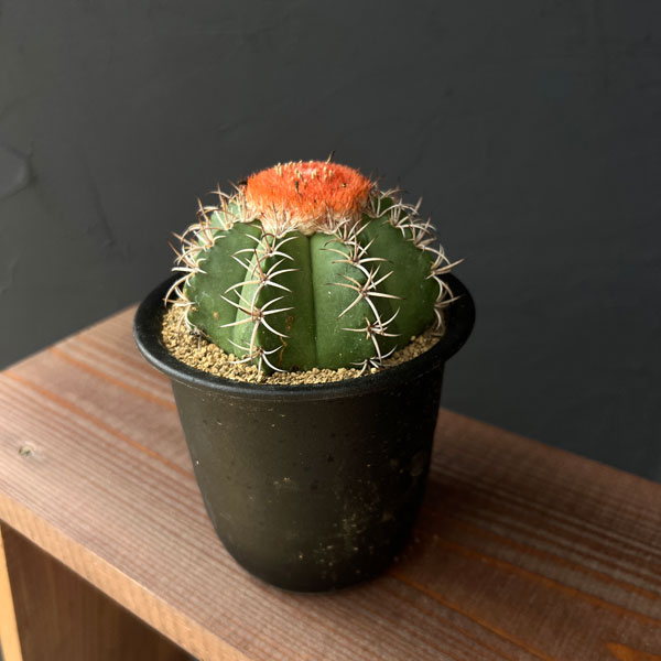 サボテン　メロカクタス　クルビスピナス　7号　大株　観葉　ドライガーデン　飛雲 サボテン メロカクタス クルビスピナス 7号 大株 観葉 ドライガーデン